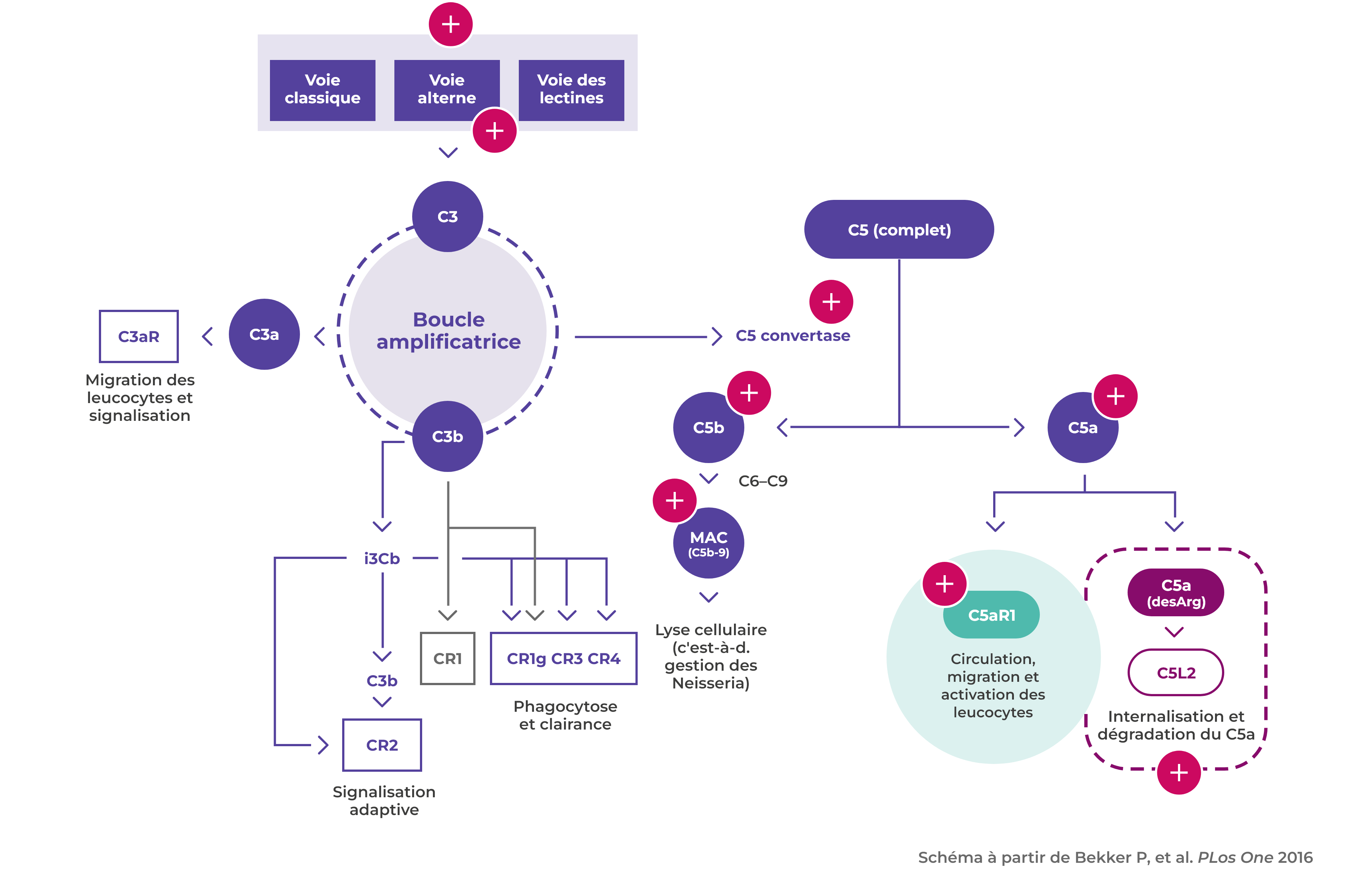 Disease mechanism