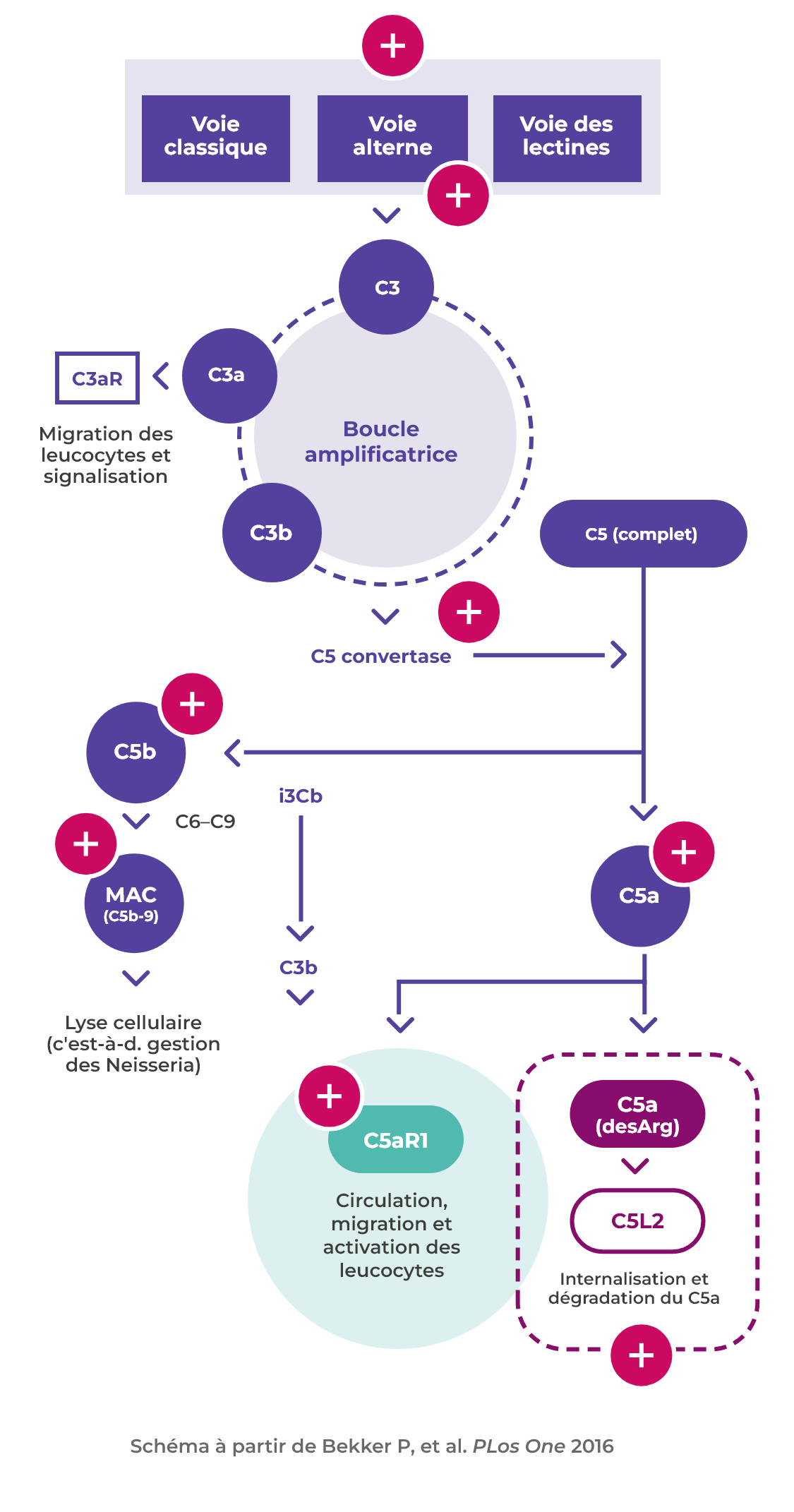 Disease mechanism