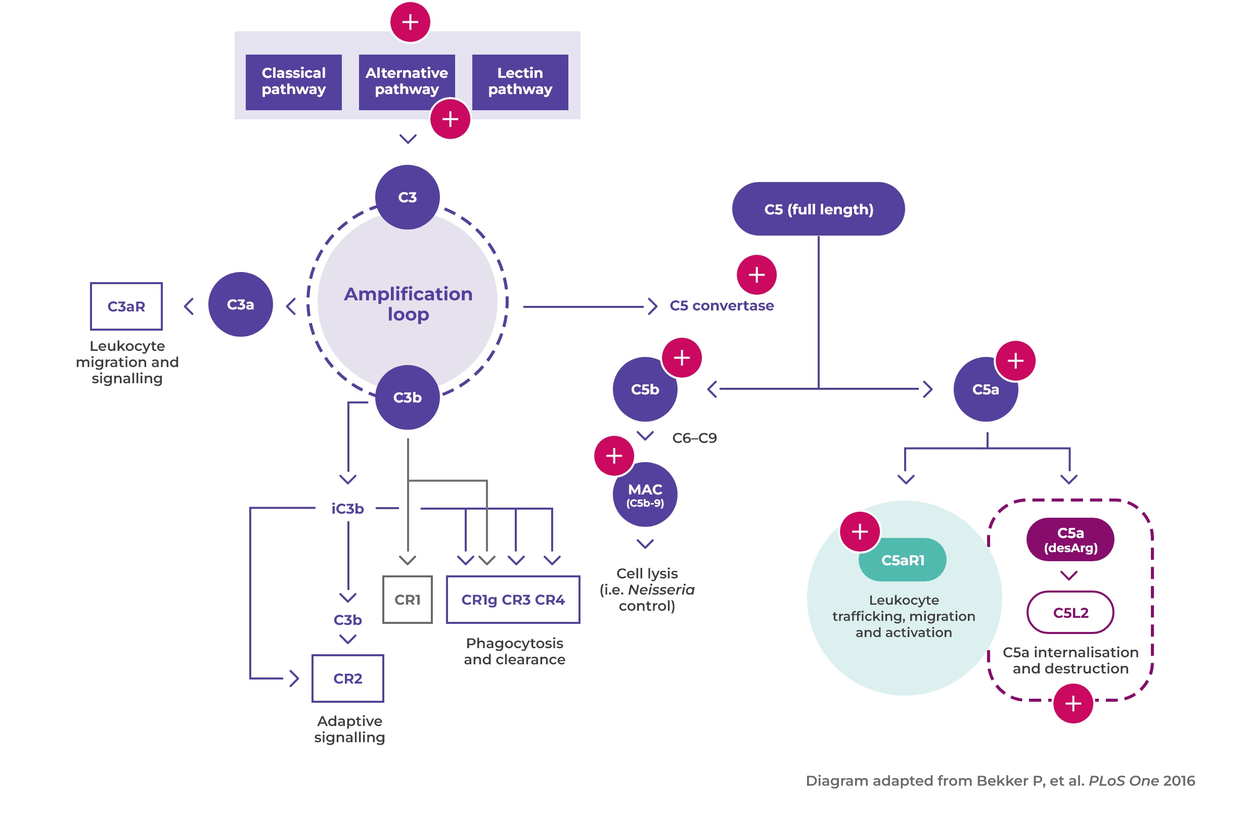 AAV activation