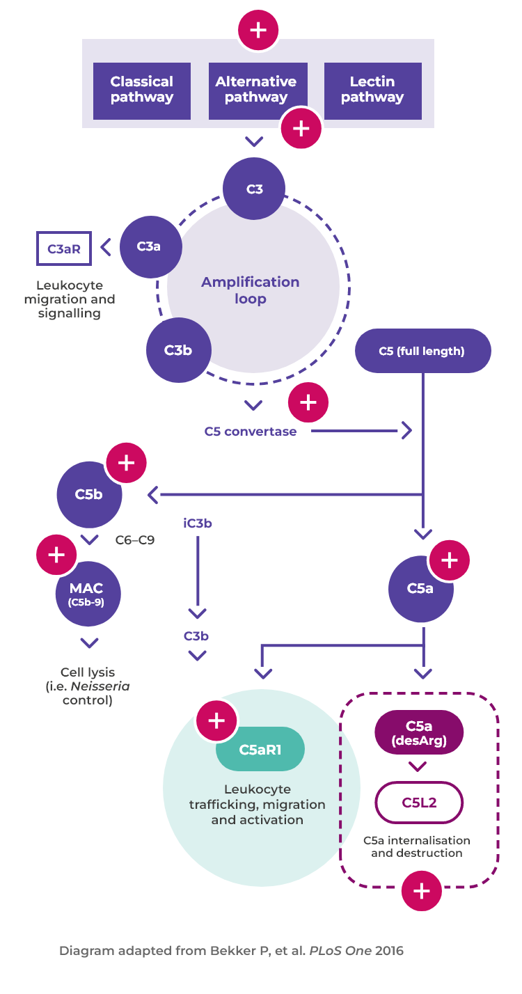 AAV activation