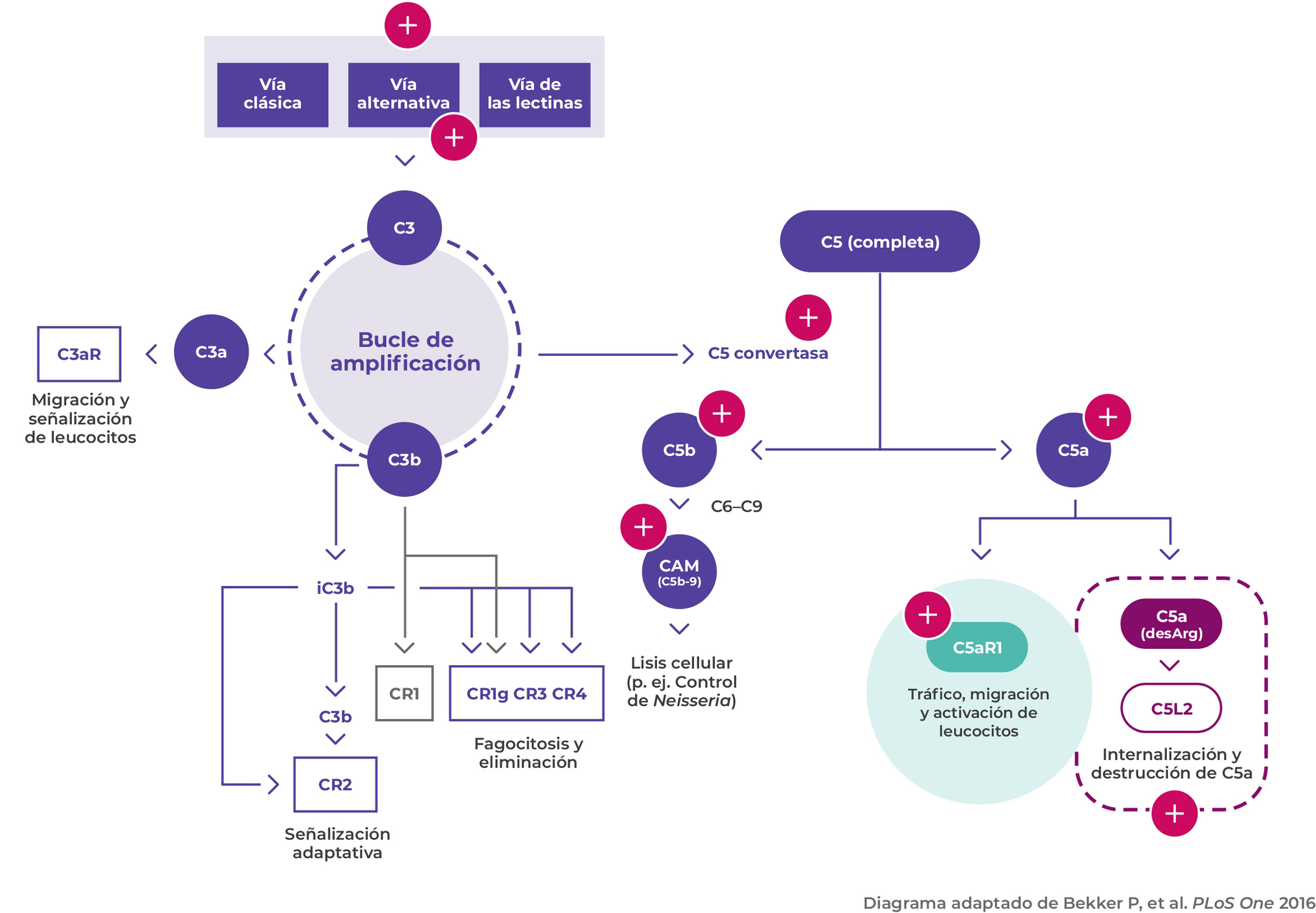 Bucle de amplificación